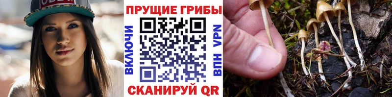 продажа наркотиков  Адыгейск  Псилоцибиновые грибы Psilocybe 